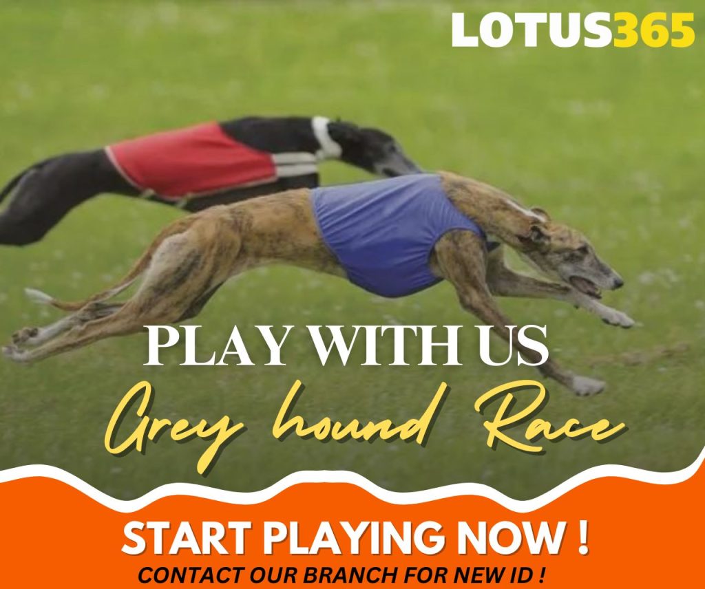 Lotus365 greyhound racing